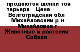 продаются щенки той-терьера › Цена ­ 4 000 - Волгоградская обл., Михайловский р-н, Михайловка г. Животные и растения » Собаки   